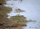 Citroenkwikstaart (Citrine wagtail) Motacilla citreola - Kharkhorin 16-08-2016 (1)